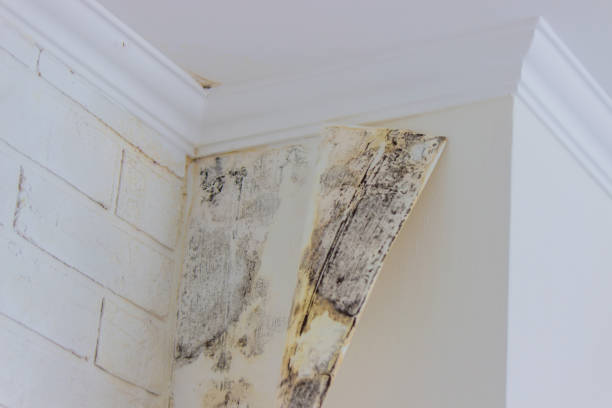 Best Mold Damage Restoration  in Quinlan, TX